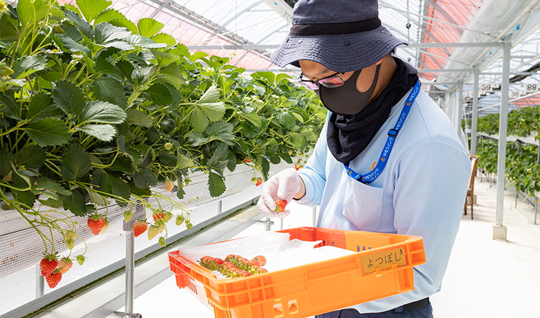 Production and Sales of Wing Strawberry
