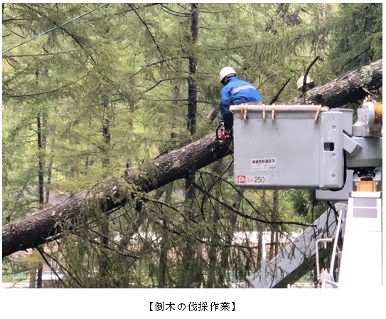 倒木の伐採作業の写真 倒木の伐採作業の写真