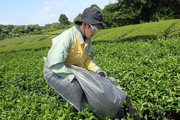特産作物および地域伝統野菜の栽培へのバイオ炭の有効性評価